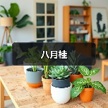 八月桂(图2) 八月桂(图2)