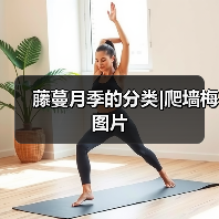 藤蔓月季的分类|爬墙梅图片（图1）