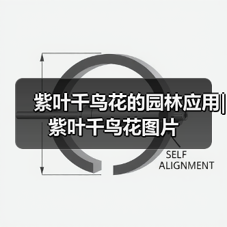 紫叶千鸟花的园林应用|紫叶千鸟花图片（图4）