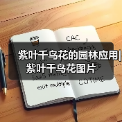 紫叶千鸟花的园林应用|紫叶千鸟花图片（图2）