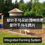 紫叶千鸟花的园林应用|紫叶千鸟花图片（图1）