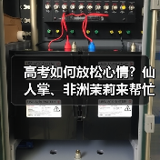 高考如何放松心情?仙人掌、非洲茉莉来帮忙(图3) 高考如何放松心情?仙人掌、非洲茉莉来帮忙(图3)