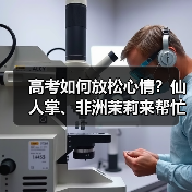 高考如何放松心情?仙人掌、非洲茉莉来帮忙(图2) 高考如何放松心情?仙人掌、非洲茉莉来帮忙(图2)