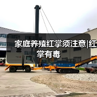 家庭养殖红掌须注意|红掌有毒(图2) 家庭养殖红掌须注意|红掌有毒(图2)