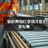 家庭养殖红掌须注意|红掌有毒(图1) 家庭养殖红掌须注意|红掌有毒(图1)