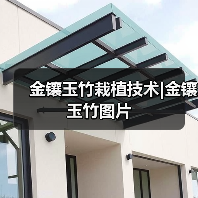 金镶玉竹栽植技术|金镶玉竹图片(图4) 金镶玉竹栽植技术|金镶玉竹图片(图4)