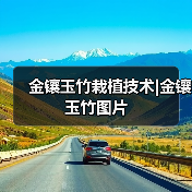 金镶玉竹栽植技术|金镶玉竹图片(图3) 金镶玉竹栽植技术|金镶玉竹图片(图3)