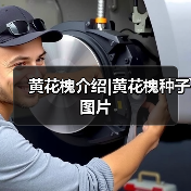 黄花槐介绍|黄花槐种子图片（图1）