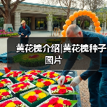 黄花槐介绍|黄花槐种子图片（图4）