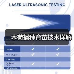 木荷播种育苗技术详解（图3）