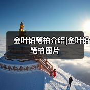 金叶铅笔柏介绍|金叶铅笔柏图片(图2) 金叶铅笔柏介绍|金叶铅笔柏图片(图2)