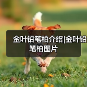 金叶铅笔柏介绍|金叶铅笔柏图片(图3) 金叶铅笔柏介绍|金叶铅笔柏图片(图3)