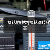 樱花的种类|樱花图片欣赏（图1）