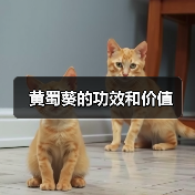 黄蜀葵的功效和价值(图2) 黄蜀葵的功效和价值(图2)