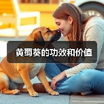 黄蜀葵的功效和价值(图4) 黄蜀葵的功效和价值(图4)