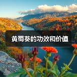 黄蜀葵的功效和价值(图1) 黄蜀葵的功效和价值(图1)