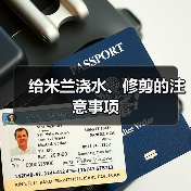 给米兰浇水、修剪的注意事项(图1) 给米兰浇水、修剪的注意事项(图1)