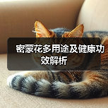 密蒙花多用途及健康功效解析（图4）