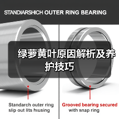 绿萝黄叶原因解析及养护技巧（图4）
