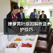 绿萝黄叶原因解析及养护技巧（图3）