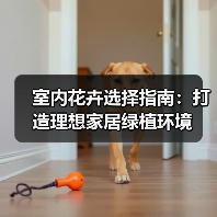 室内花卉选择指南：打造理想家居绿植环境（图3）