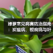 绿萝常见病害防治指南:炭疽病、根腐病与叶斑病(图2) 绿萝常见病害防治指南:炭疽病、根腐病与叶斑病(图2)