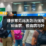 绿萝常见病害防治指南:炭疽病、根腐病与叶斑病(图1) 绿萝常见病害防治指南:炭疽病、根腐病与叶斑病(图1)