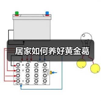 居家如何养好黄金葛(图3) 居家如何养好黄金葛(图3)