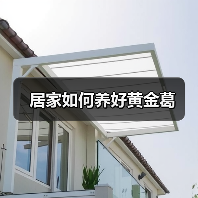 居家如何养好黄金葛(图4) 居家如何养好黄金葛(图4)