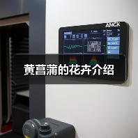 黄菖蒲的花卉介绍（图4）
