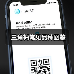 三角梅常见品种图鉴(图1) 三角梅常见品种图鉴(图1)