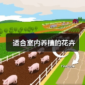 适合室内养植的花卉（图1）