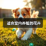 适合室内养植的花卉（图2）