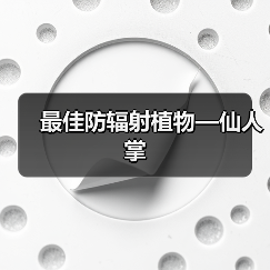 最佳防辐射植物—仙人掌（图4）