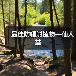 最佳防辐射植物—仙人掌（图3）