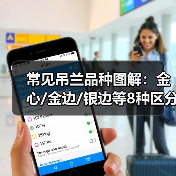 常见吊兰品种图解:金心/金边/银边等8种区分(图3) 常见吊兰品种图解:金心/金边/银边等8种区分(图3)