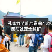 孔雀竹芋叶片卷曲?原因与处理全解析(图4) 孔雀竹芋叶片卷曲?原因与处理全解析(图4)