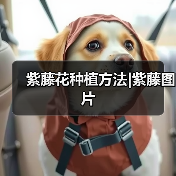 紫藤花种植方法|紫藤图片(图4) 紫藤花种植方法|紫藤图片(图4)