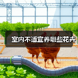 室内不适宜养哪些花卉(图4) 室内不适宜养哪些花卉(图4)