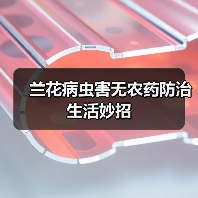 兰花病虫害无农药防治生活妙招(图1) 兰花病虫害无农药防治生活妙招(图1)