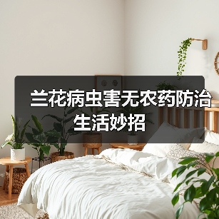 兰花病虫害无农药防治生活妙招(图3) 兰花病虫害无农药防治生活妙招(图3)