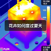 花卉如何度过夏天(图1) 花卉如何度过夏天(图1)