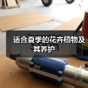 适合夏季的花卉植物及其养护(图3) 适合夏季的花卉植物及其养护(图3)