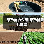 康乃馨的作用|康乃馨图片欣赏(图1) 康乃馨的作用|康乃馨图片欣赏(图1)