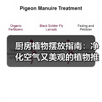 厨房植物摆放指南:净化空气又美观的植物推荐(图3) 厨房植物摆放指南:净化空气又美观的植物推荐(图3)