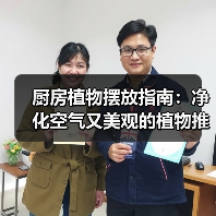 厨房植物摆放指南:净化空气又美观的植物推荐(图2) 厨房植物摆放指南:净化空气又美观的植物推荐(图2)