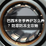 巴西木冬季养护怎么养?防寒防冻全攻略(图1) 巴西木冬季养护怎么养?防寒防冻全攻略(图1)