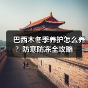巴西木冬季养护怎么养?防寒防冻全攻略(图2) 巴西木冬季养护怎么养?防寒防冻全攻略(图2)