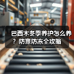 巴西木冬季养护怎么养?防寒防冻全攻略(图4) 巴西木冬季养护怎么养?防寒防冻全攻略(图4)