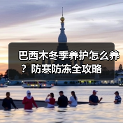巴西木冬季养护怎么养?防寒防冻全攻略(图3) 巴西木冬季养护怎么养?防寒防冻全攻略(图3)